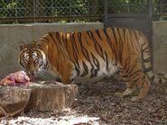 Panthera-tigris5