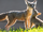 Kit Fox