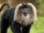 Lion-tailed Macaque