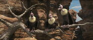 Ruppell's Vulture