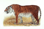 170118-caspian-tigers-asia-feature