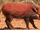 Bushpig