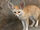 Fennec Fox