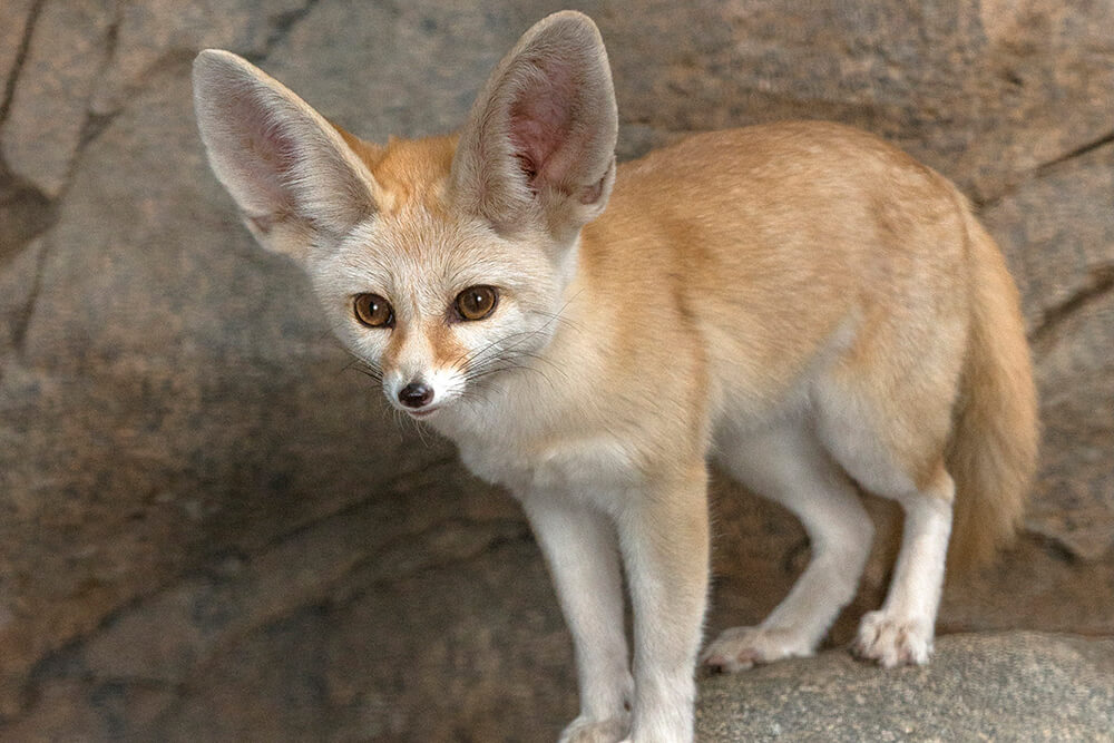 domestic fennec foxes