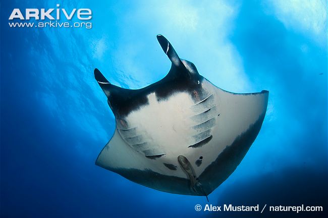 Giant Manta Ray | Animals Wiki | Fandom
