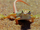 Shovel-Snouted Lizard