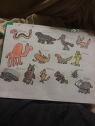 Desert Animals