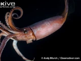 Humboldt Squid