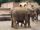 Javan Elephant