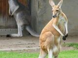 Red Kangaroo