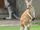 Red Kangaroo