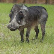 Warthog, Common