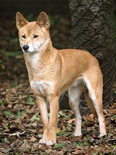 Dingo - Wikipedia