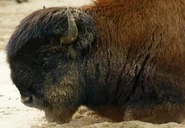 Bison-bison-athabascae7.jpg (14 KB)