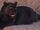African Black Leopard