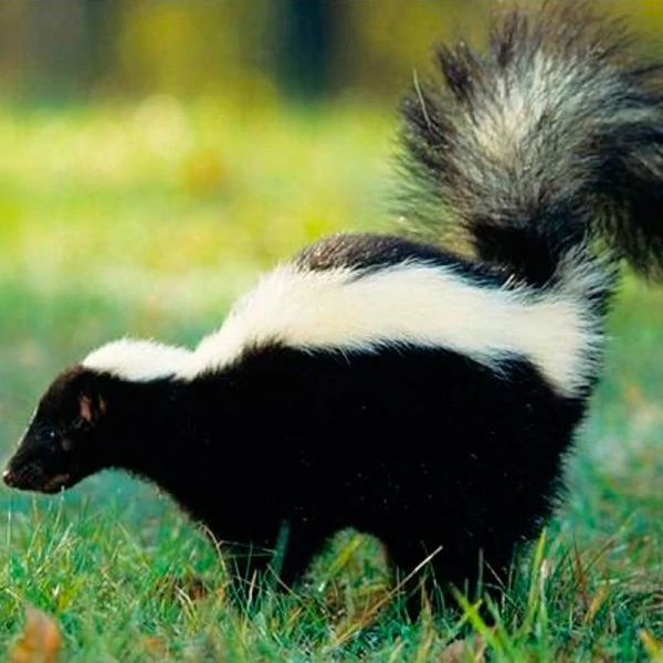 Skunk | Animals Wiki | Fandom