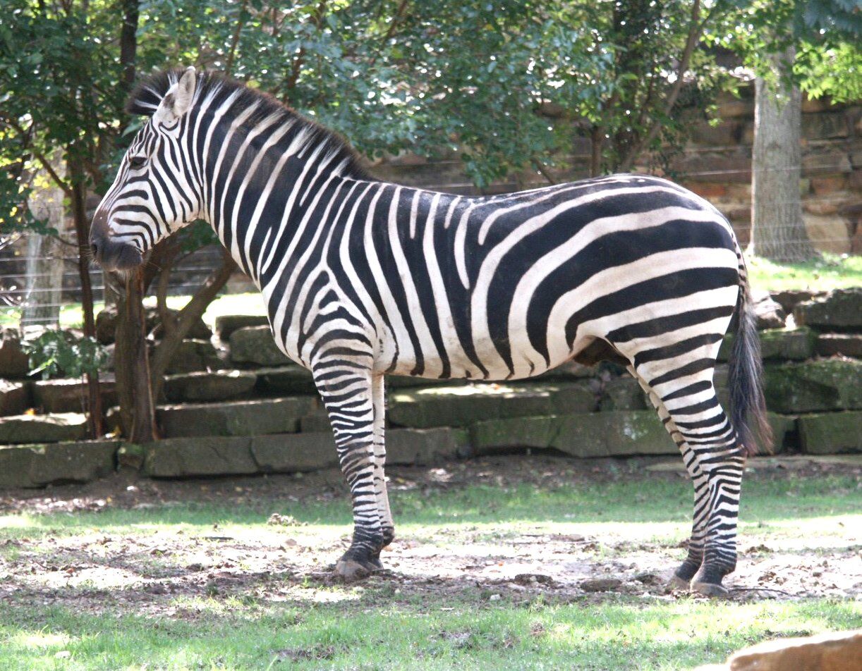 Grant's zebra - Wikipedia