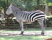 Zebra (Animals)