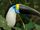 White-throated Toucan