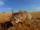Southern Hairy-Nosed Wombat