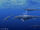 Chaohusaurus