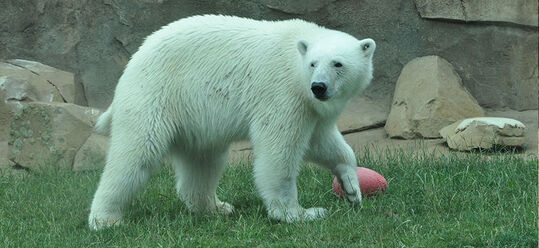 Bear, Polar