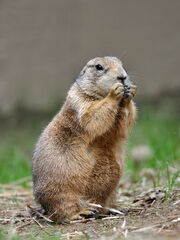 Black-Tailed Prairie Dog