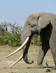 African Elephant (2)