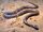 Inland Taipan