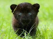 BlackJaguarCub