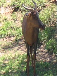 Topi Animals Wiki Fandom