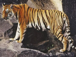 Bengal Tiger, Animals Wiki