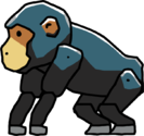 Chimpanzee1