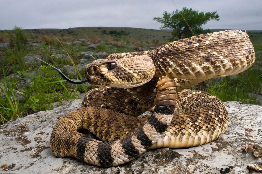 Western Diamondback Rattlesnake | Animals in Cartoons Wiki | Fandom