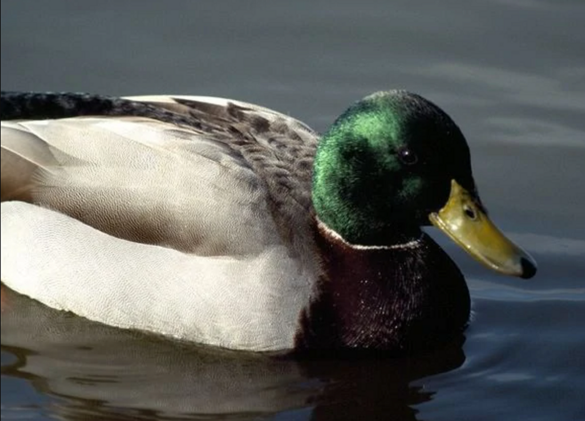 Mallard Duck | Animals in Movies and TV Shows Wiki | Fandom