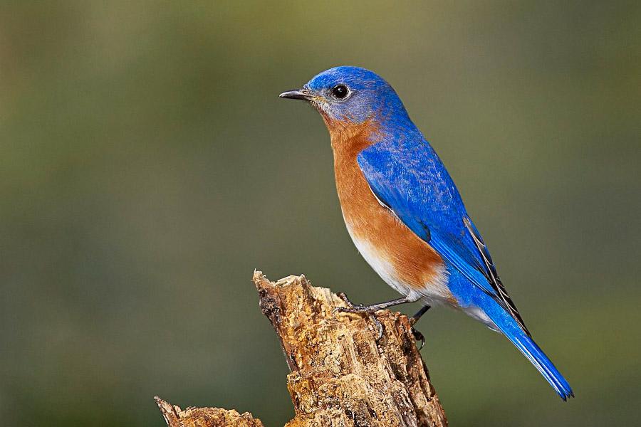 Eastern Bluebird Bird Facts  Sialia sialis - A-Z Animals