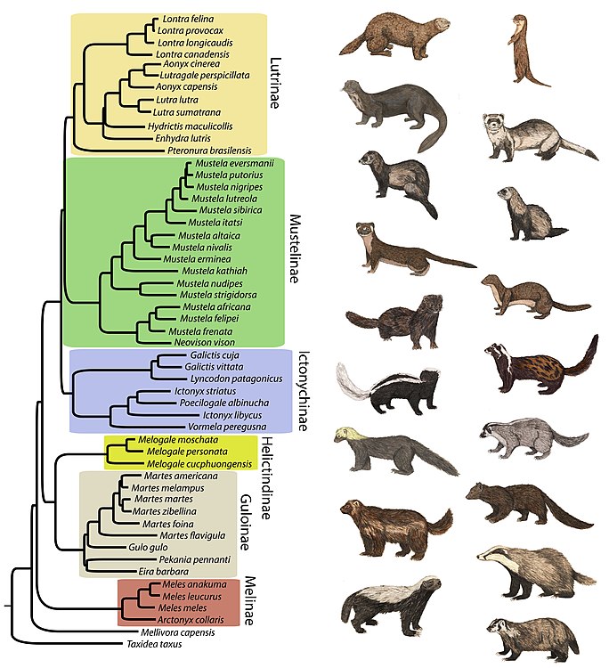 Mustelidae | Animals In Culture Wiki | Fandom