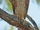 Red Goshawk
