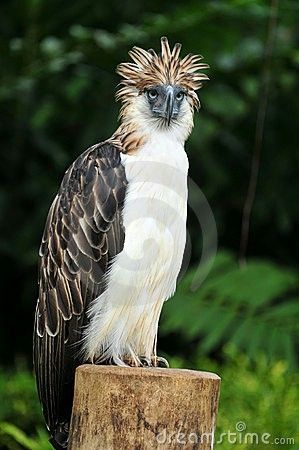 Harpy Eagle, Animal Database