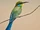 Swallow-tailed Bee-eater