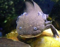 Adult Axolotl