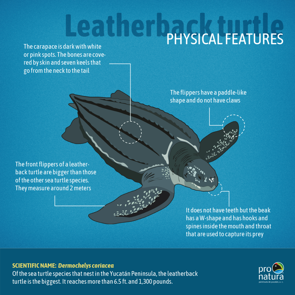 giant leatherback sea turtle mouth