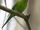 Plain Parakeet