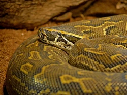 African Rock Python | Animal Database | Fandom