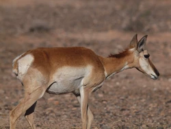 Sonoran Pronghorn2