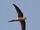 Asian Palm Swift