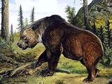 Atlas Bear