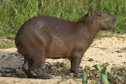 Capybara.jpg (129 KB)