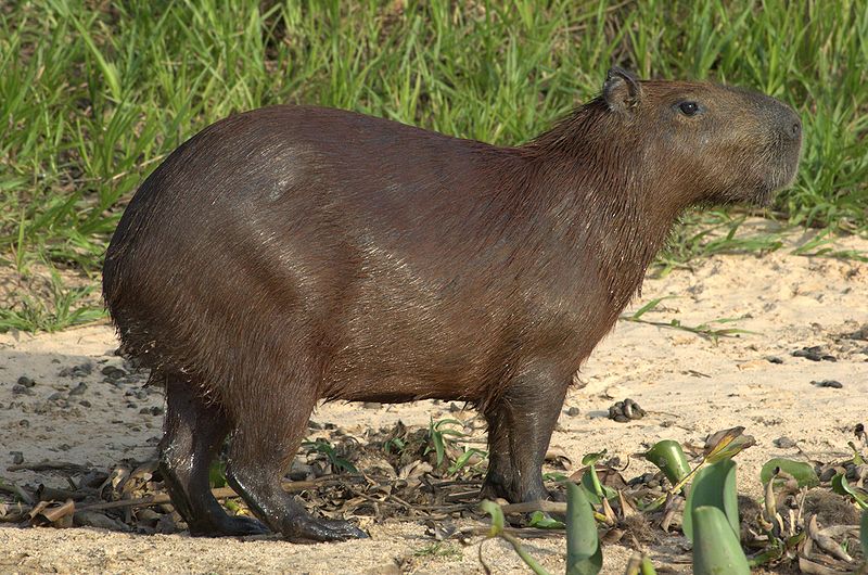 Capybara | Animal Database | Fandom