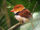 Collared Puffbird